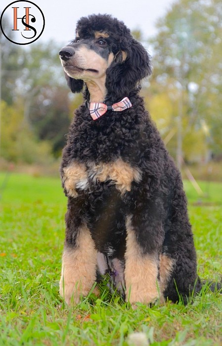 Phantom clearance moyen poodle