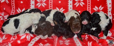 Christmas theme litter