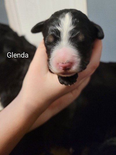 Glenda