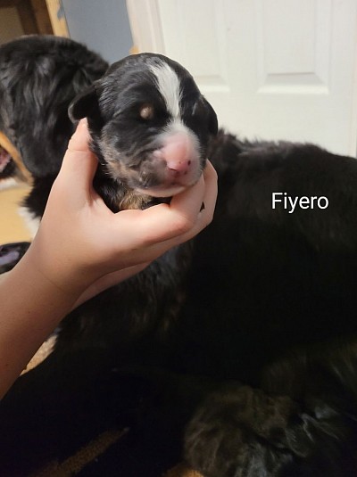 Fiyero