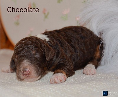 Chocolate