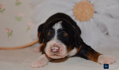 Oreo