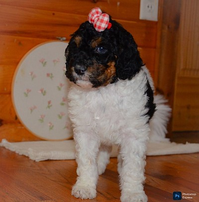 Daisy