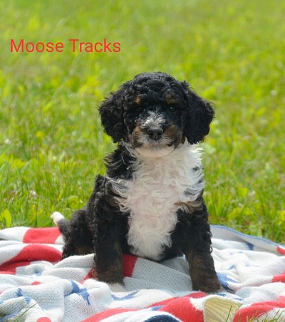 Moose tracks