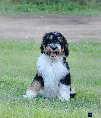 Marlo