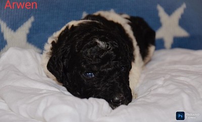 Arwen