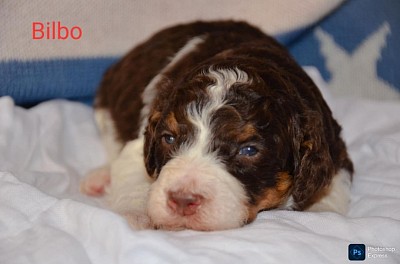 Bilbo