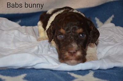 Babs Bunny