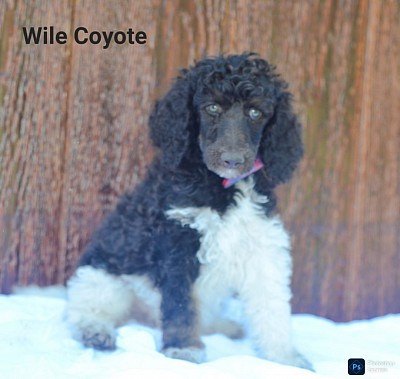 Wile Coyote