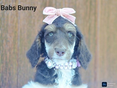 Babs Bunny