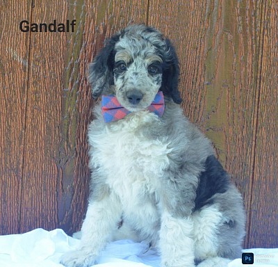 Gandalf