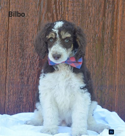 Bilbo