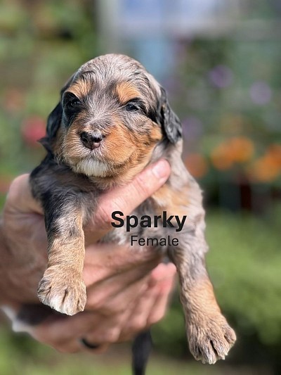 Sparky