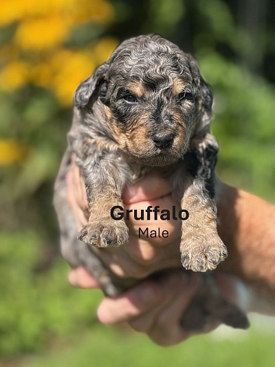 Gruffalo