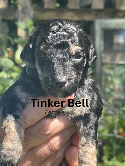 Tinker Bell