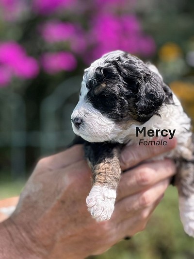 Mercy