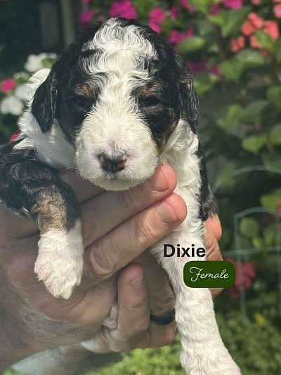 Dixie