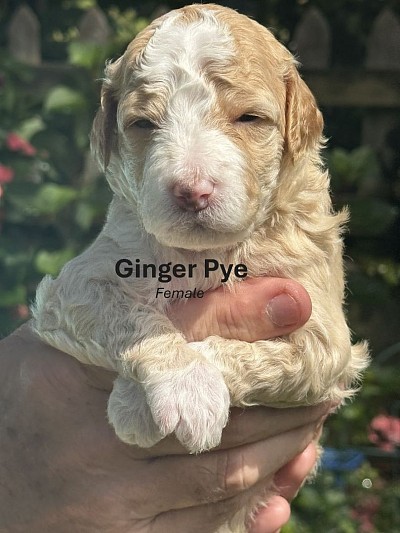 Ginger Pye