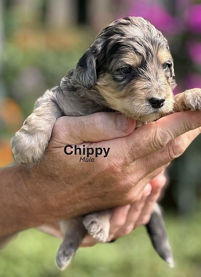 Chippy