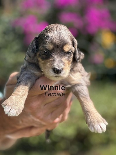 Winnie