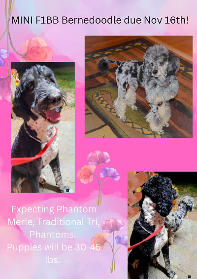 Upcoming litter!