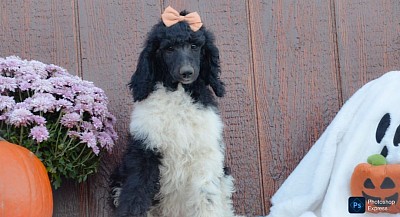 Arwen