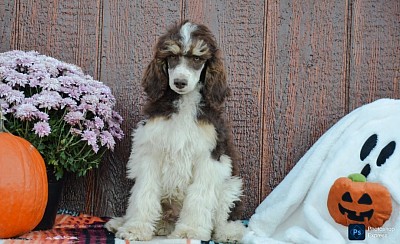 Bilbo