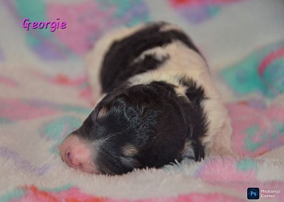Georgie