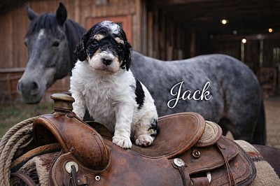 Jack