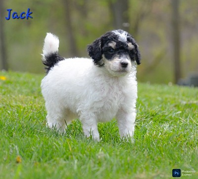 Jack