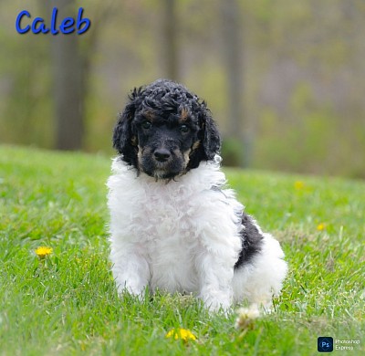 Caleb