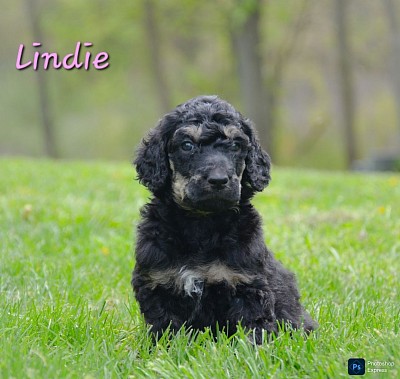 Lindie