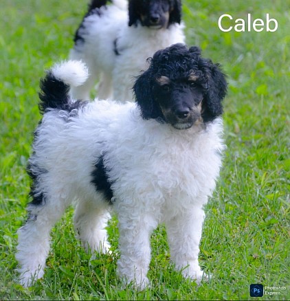 Caleb