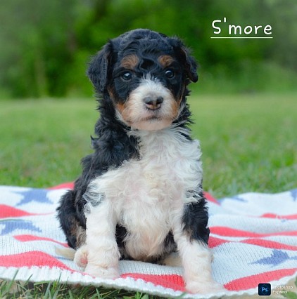S'more