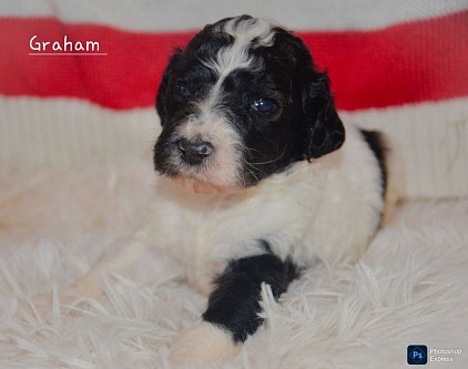 Graham