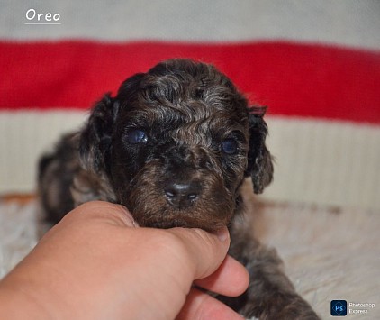 Oreo