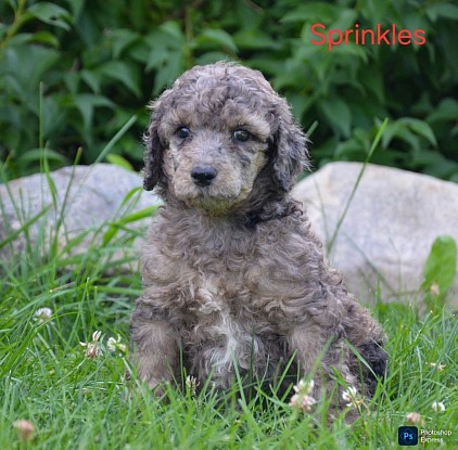 Sprinkles