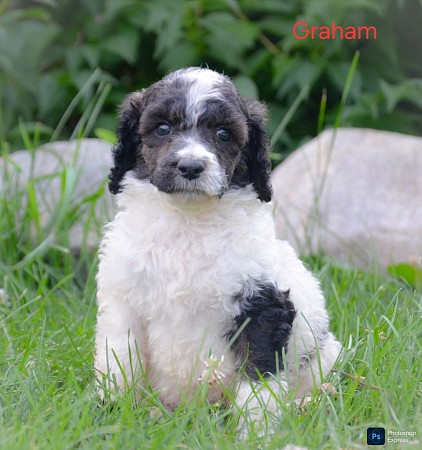 Graham
