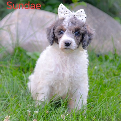 Sundae