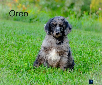 Oreo
