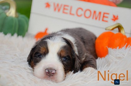 Nigel