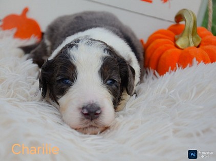 Charlie