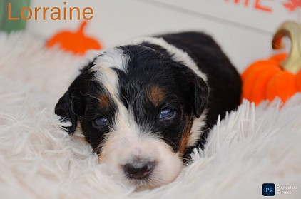 Lorraine