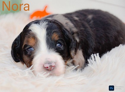 Nora
