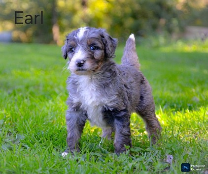 Earl