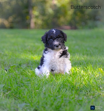 Butterscotch