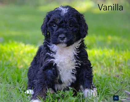 Vanilla
