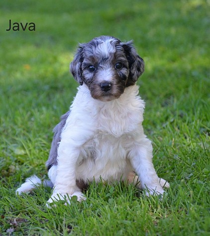 Java