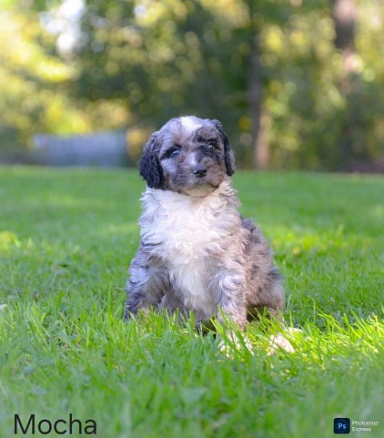 Mocha