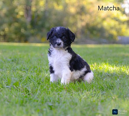 Matcha
